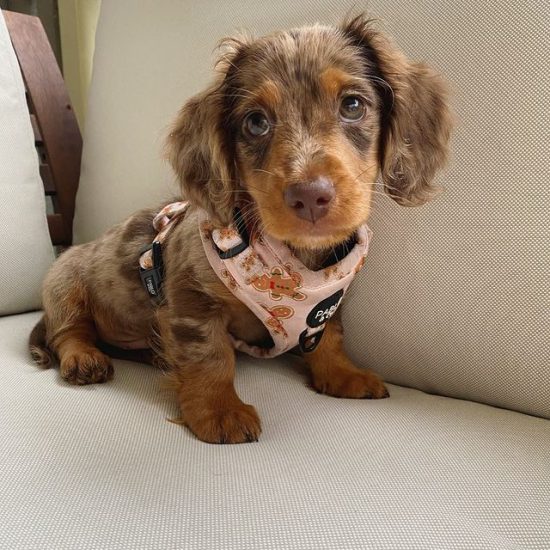 jack