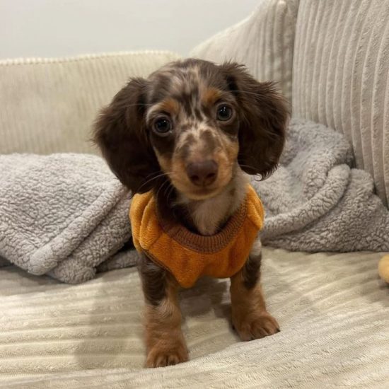 milo