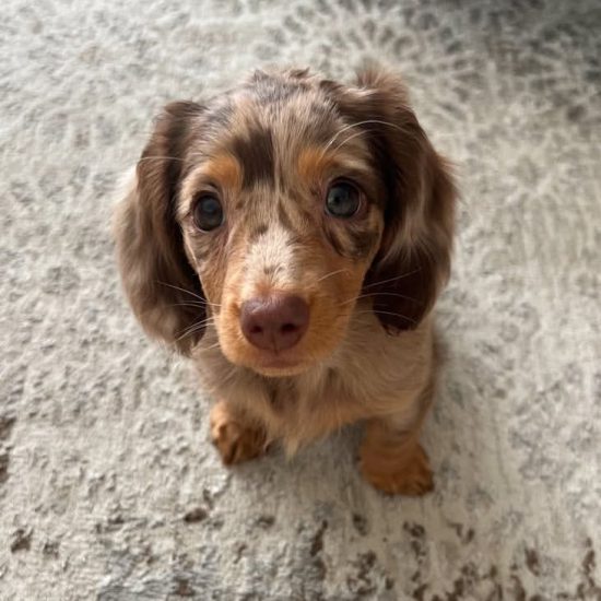 sadie