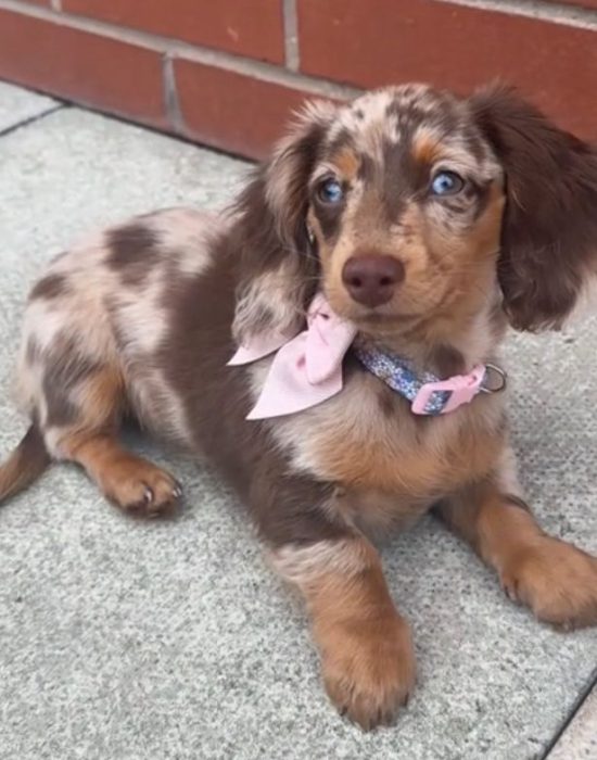 violet