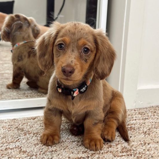 bella