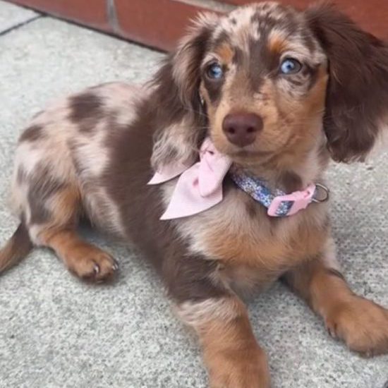 violet